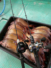 【真冬の明石でツ抜け!?】なぜ冬のマダイは「のり」を食うのか/海苔パターン解体新書