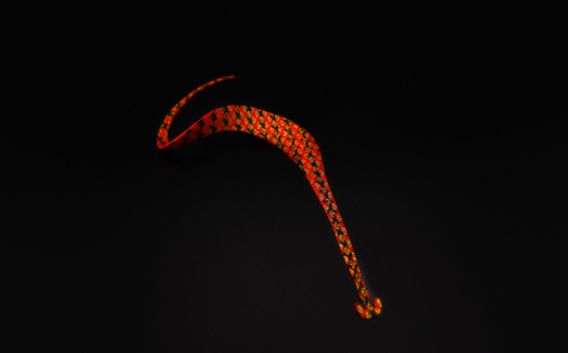 Unique hook design prevents ties from getting tangled