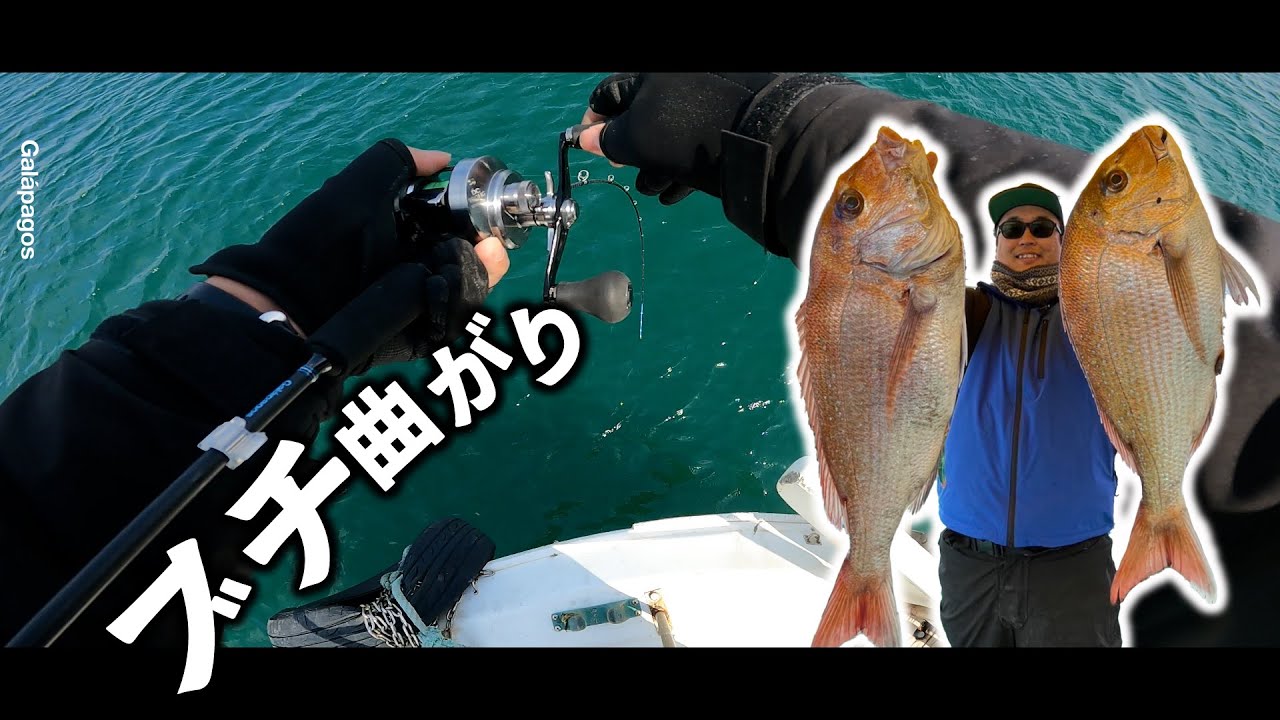 【タイラバ/明石】春のノッコミで良型連打‼タイラバスティックブチ曲がり‼