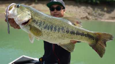 How effective is this new product? I caught a 52cm fish while fishing at Hiyoshi Dam.