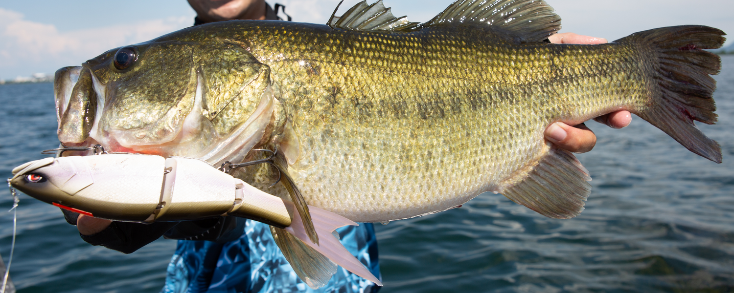 BASS