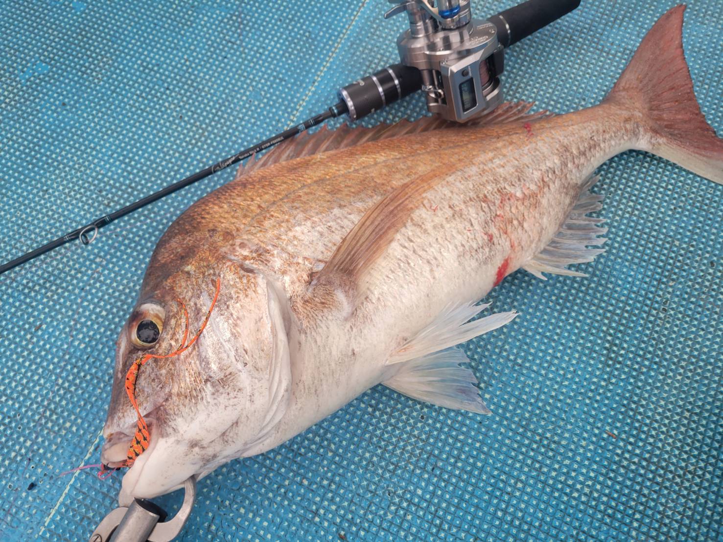 Tairaba StickR – galapagos-fishing