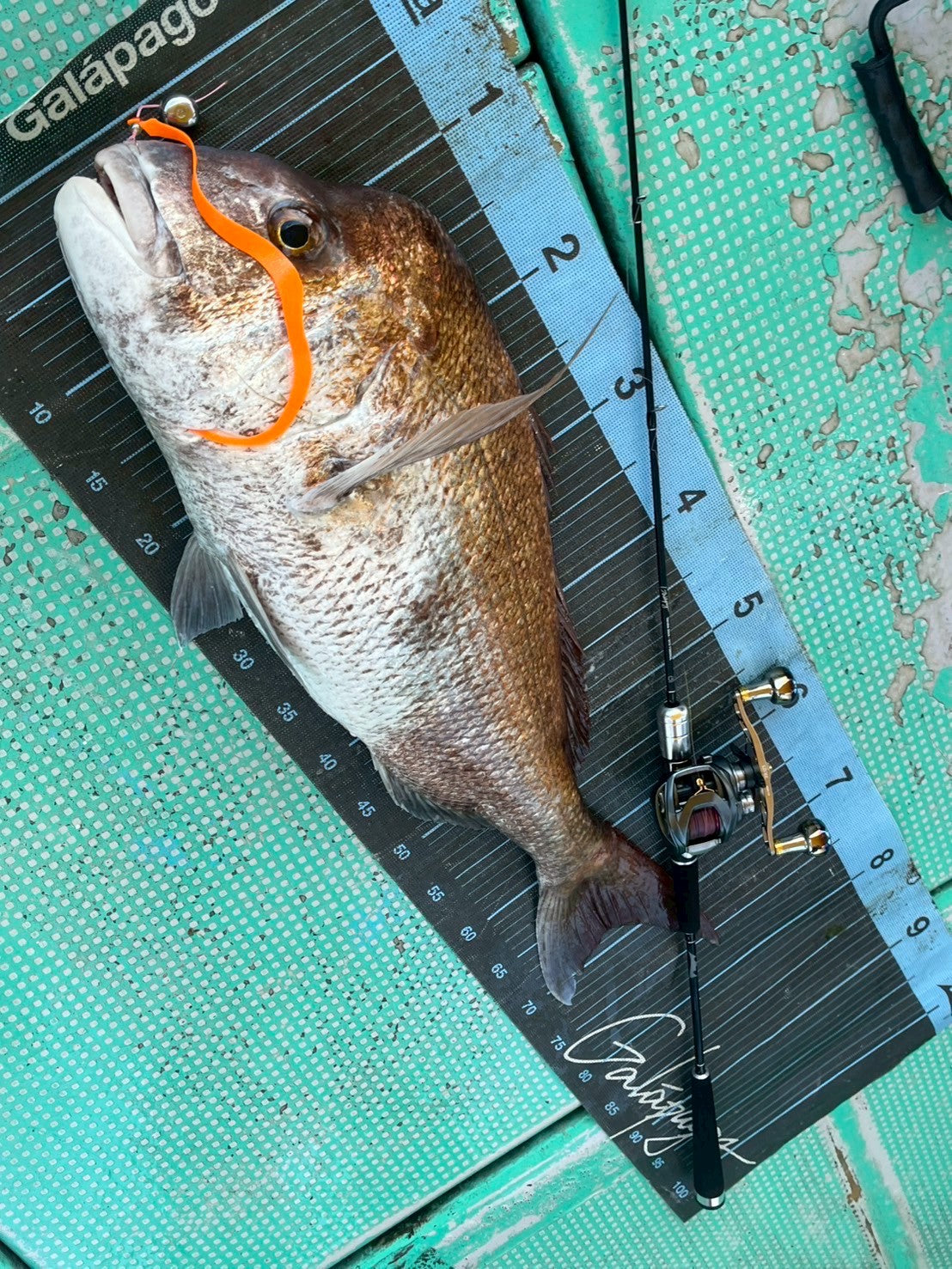 Tairaba Stick – galapagos-fishing