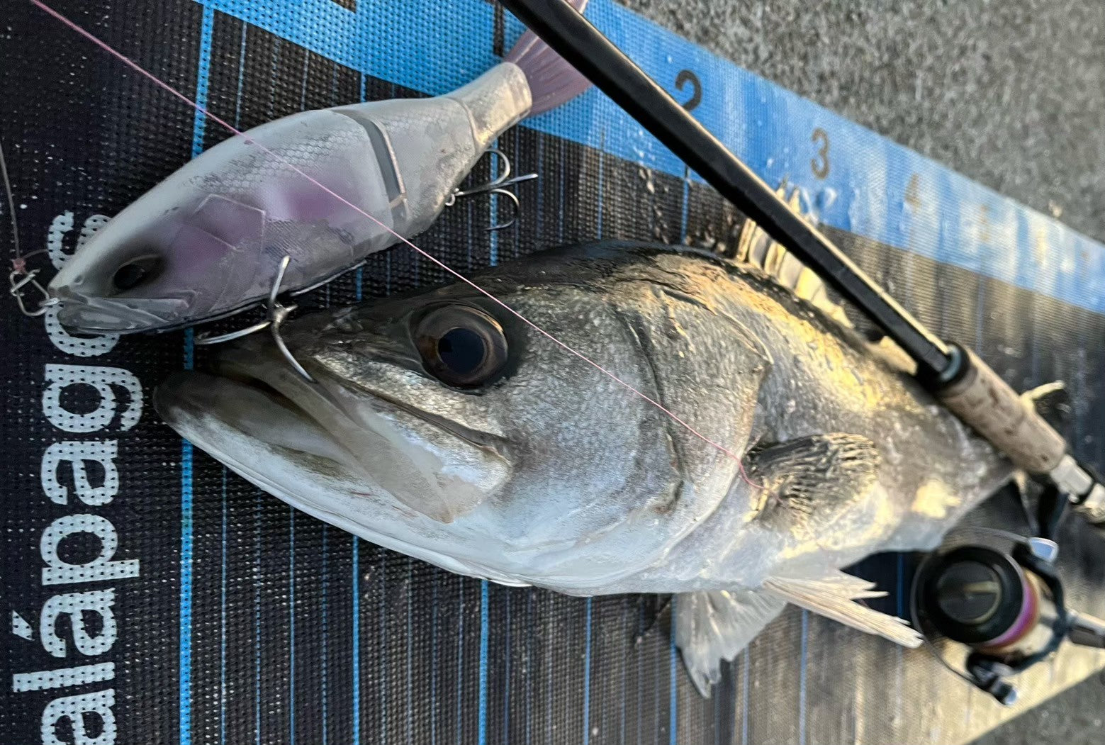 グレイス240F ギャラクシー　新品 Grace 240F – galapagos-fishing