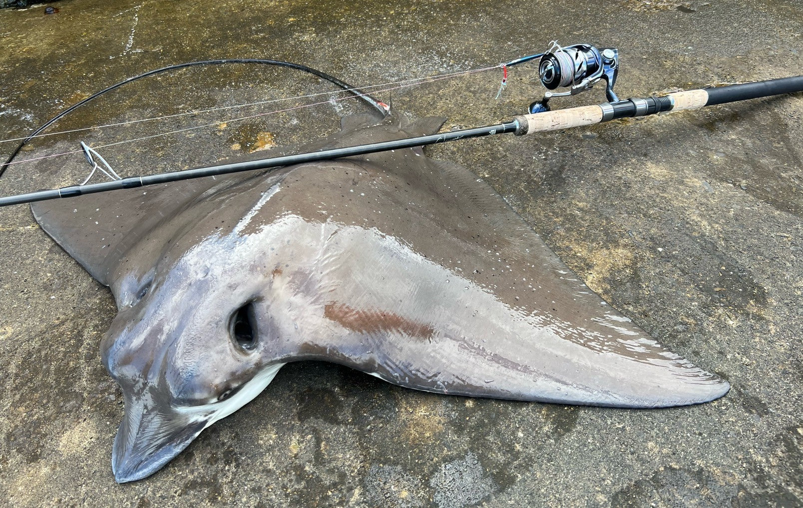 Shore Jig Stick – galapagos-fishing