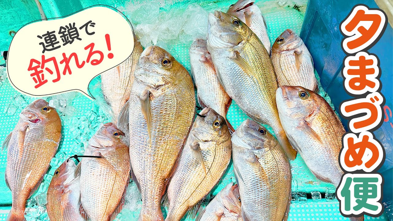 Not only can you go after you sleep, but if the timing is right, you can catch a chain of fish! I tried the popular evening drowsiness trip! Episode 515 (August 23rd)