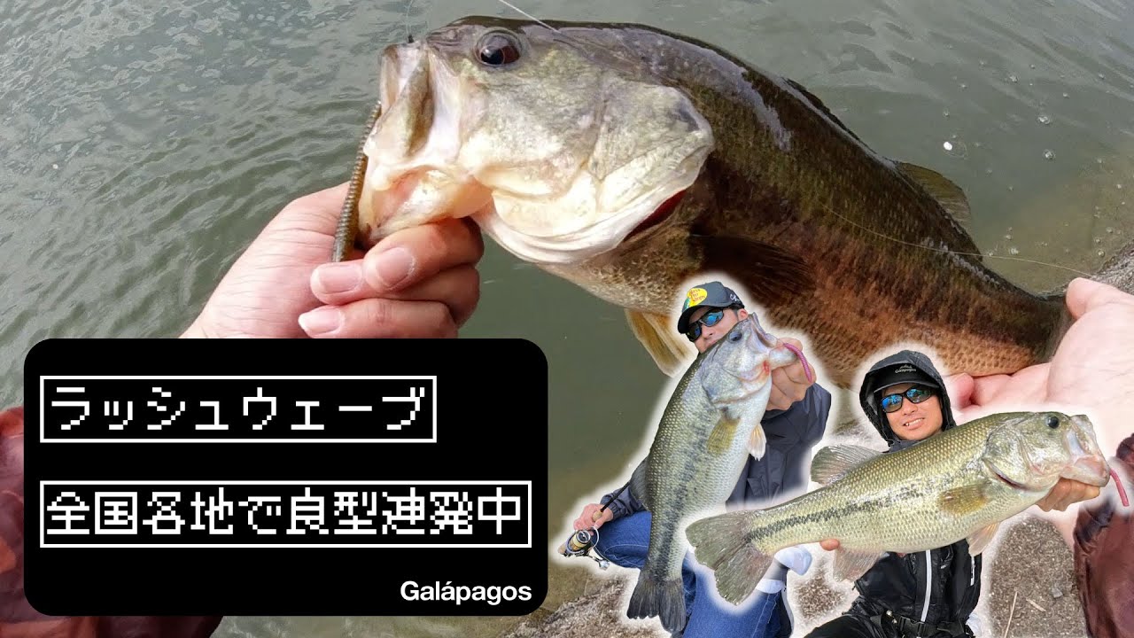 [Breaking News] Rush Wave Advances Nationwide [Bass Fishing]