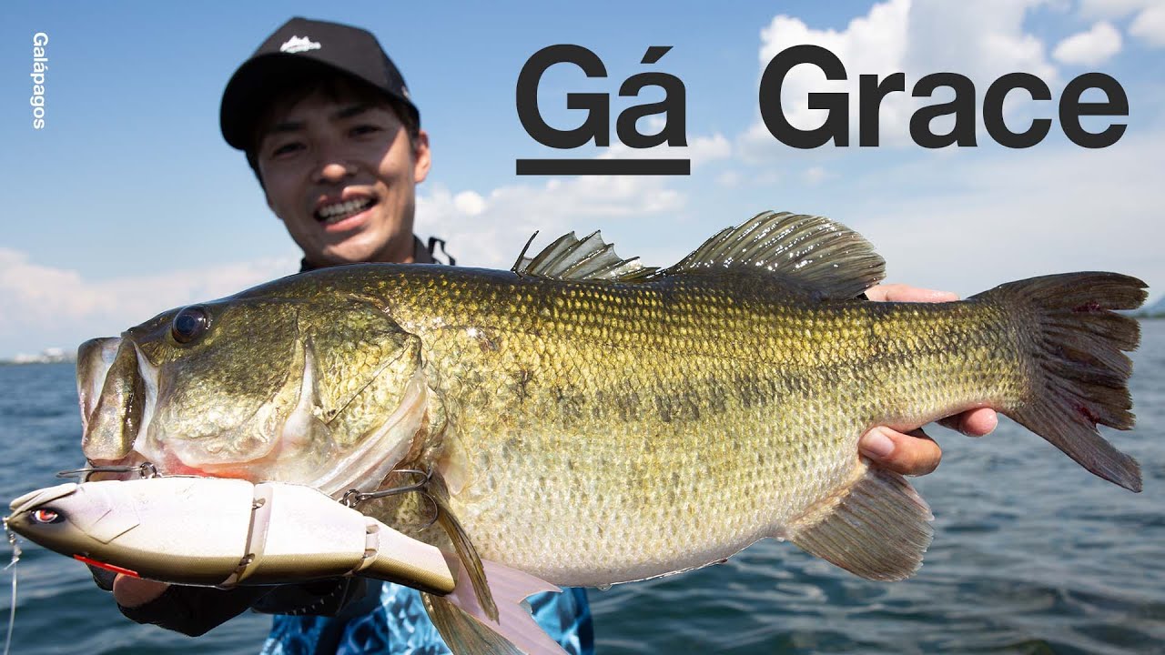 Galápagos BASS' first big bait, Grace 240F PV